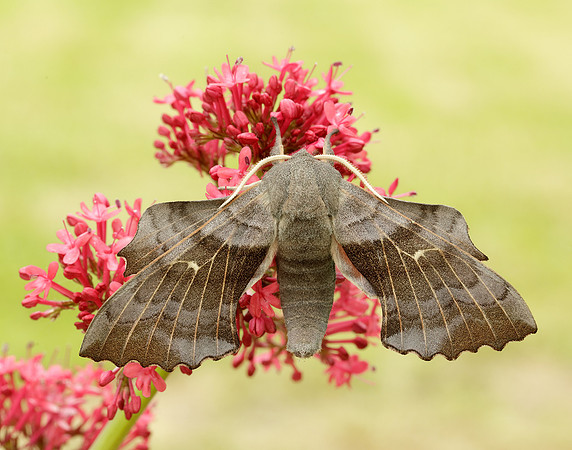 69.003 BF1981 Poplar Hawk-moth Laothoe populi