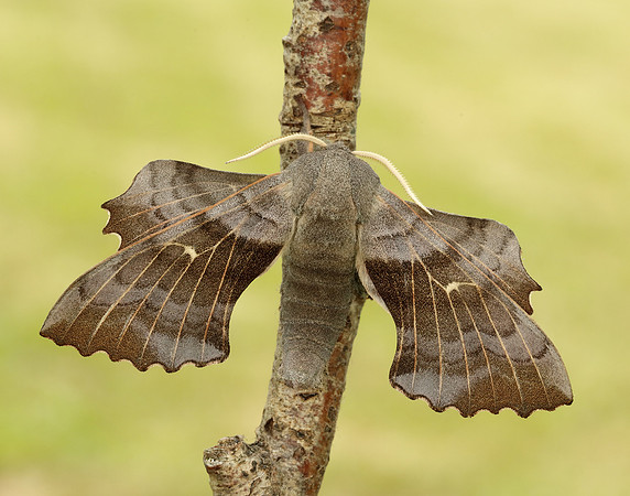 69.003 BF1981 Poplar Hawk-moth Laothoe populi