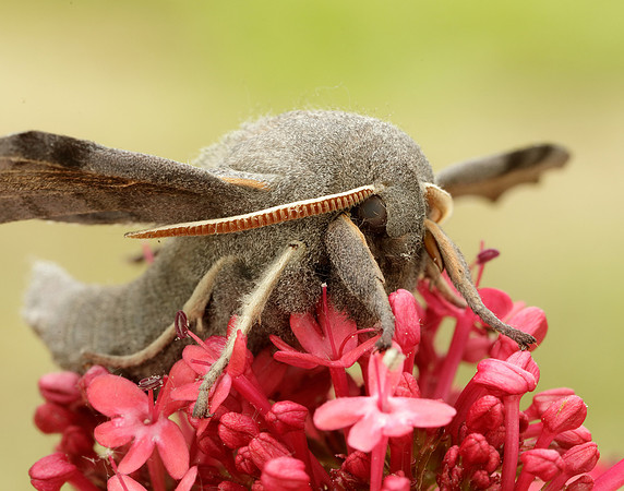 69.003 BF1981 Poplar Hawk-moth Laothoe populi