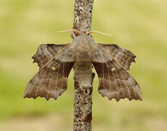 69.003 BF1981 Poplar Hawk-moth Laothoe populi
