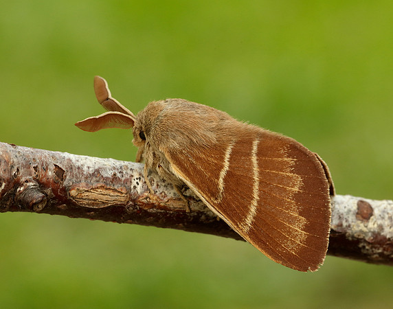66.008 BF1638 Fox Moth Macrothylacia rubi