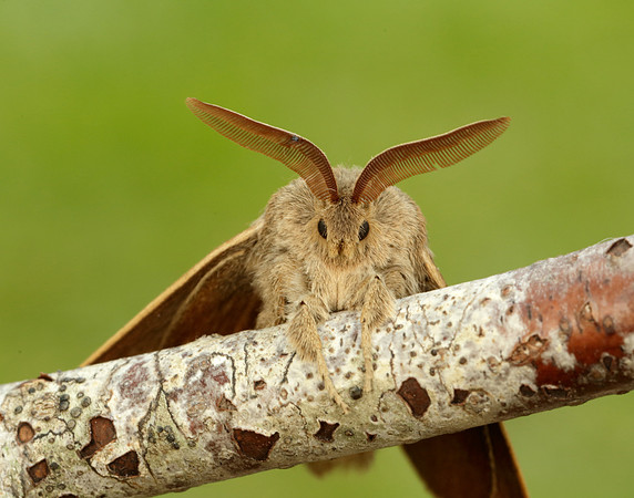 66.008 BF1638 Fox Moth Macrothylacia rubi