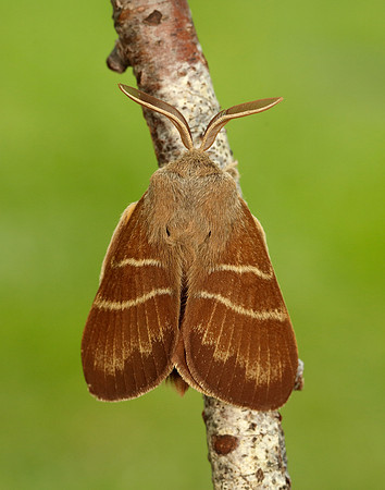 66.008 BF1638 Fox Moth Macrothylacia rubi
