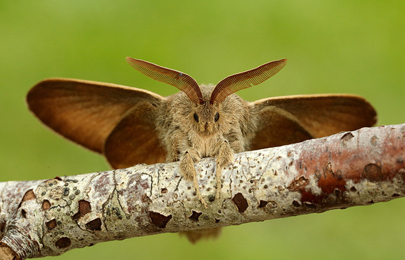 66.008 BF1638 Fox Moth Macrothylacia rubi