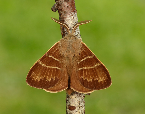 66.008 BF1638 Fox Moth Macrothylacia rubi