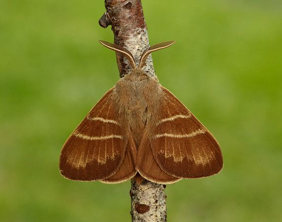 66.008 BF1638 Fox Moth Macrothylacia rubi