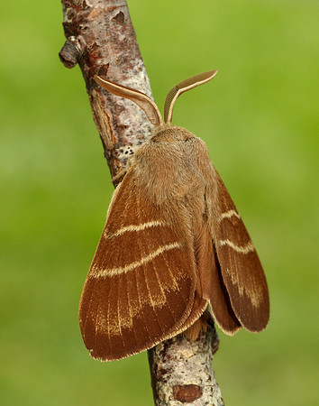 66.008 BF1638 Fox Moth Macrothylacia rubi