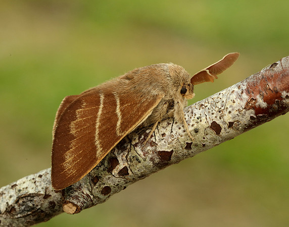 66.008 BF1638 Fox Moth Macrothylacia rubi