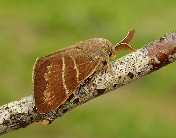 66.008 BF1638 Fox Moth Macrothylacia rubi