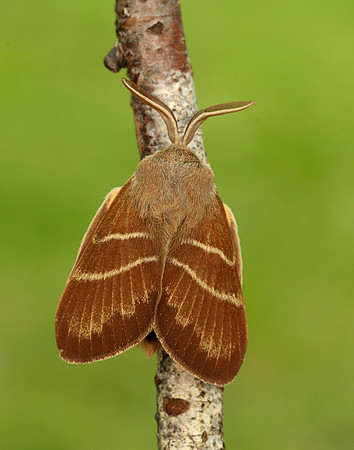 66.008 BF1638 Fox Moth Macrothylacia rubi