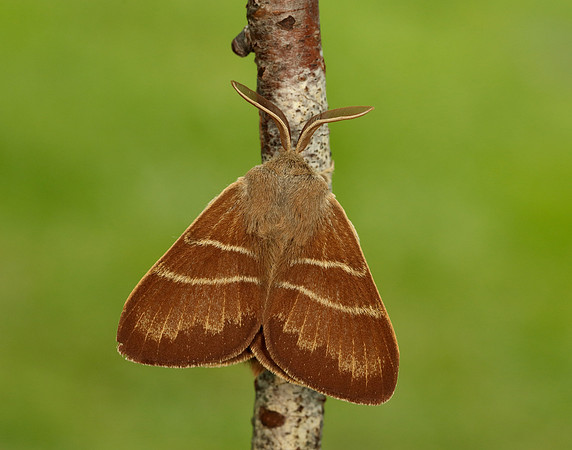 66.008 BF1638 Fox Moth Macrothylacia rubi