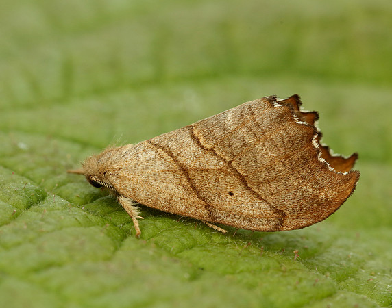 65.001 BF1645 Scalloped Hook-tip Falcaria lacertinaria