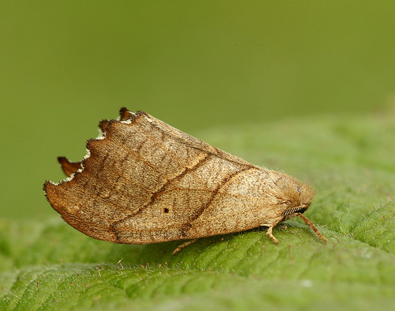 65.001 BF1645 Scalloped Hook-tip Falcaria lacertinaria