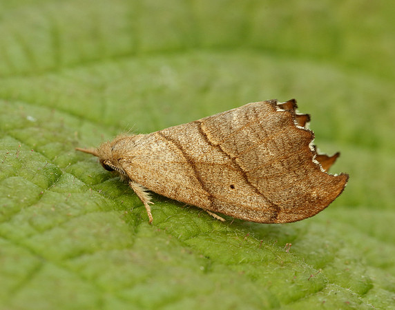 65.001 BF1645 Scalloped Hook-tip Falcaria lacertinaria