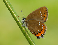 Black Hairstreak Satyrium pruni