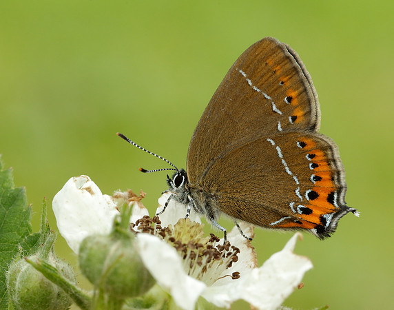 Black Hairstreak Satyrium pruni
