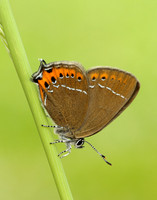 Black Hairstreak Satyrium pruni