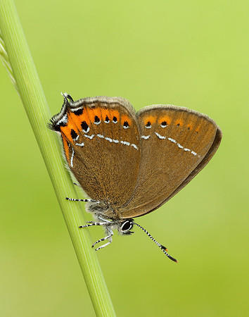 Black Hairstreak Satyrium pruni