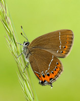 Black Hairstreak Satyrium pruni