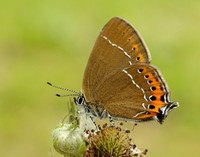 Black Hairstreak Satyrium pruni