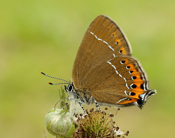 Black Hairstreak Satyrium pruni