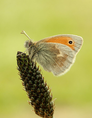 Small Heath Coenonympha pamphilus