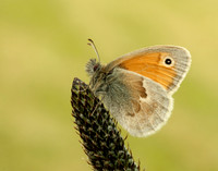 Small Heath Coenonympha pamphilus