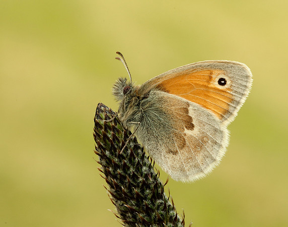 Small Heath Coenonympha pamphilus