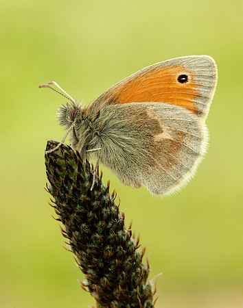 Small Heath Coenonympha pamphilus