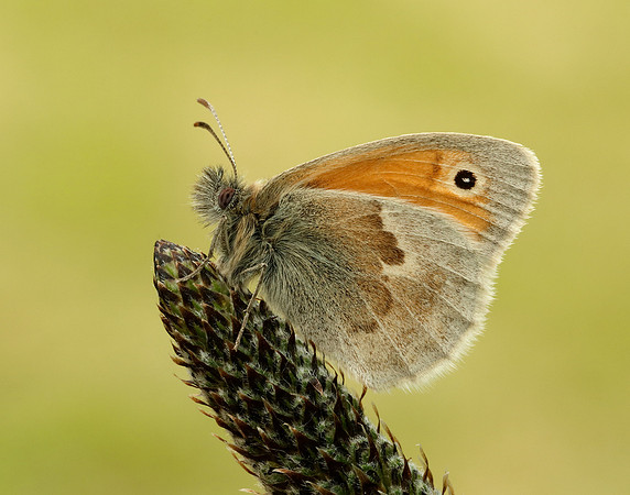 Small Heath Coenonympha pamphilus