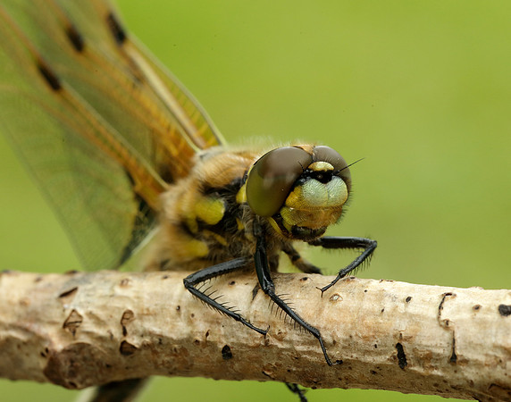 Four-spotted Chaser Libellula quadrimaculata