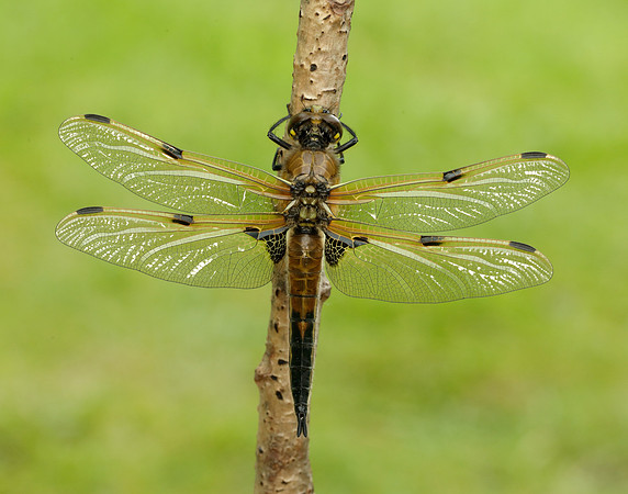 Four-spotted Chaser Libellula quadrimaculata