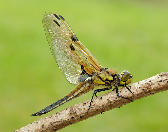 Four-spotted Chaser Libellula quadrimaculata