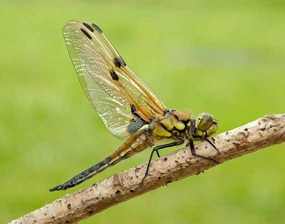 Four-spotted Chaser Libellula quadrimaculata