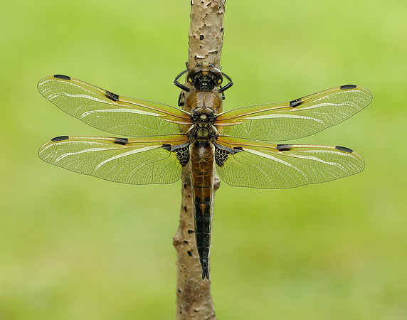 Four-spotted Chaser Libellula quadrimaculata