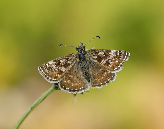 Dingy Skipper Erynnis tages
