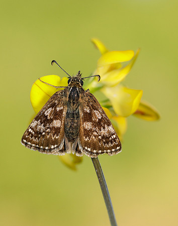 Dingy Skipper Erynnis tages