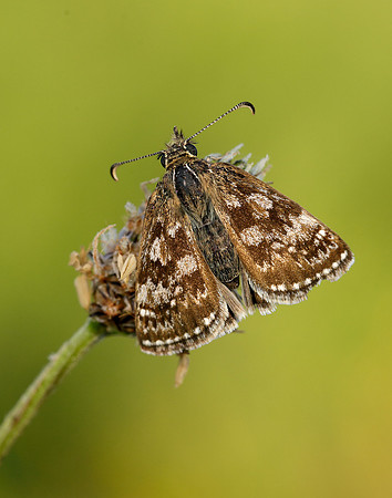 Dingy Skipper Erynnis tages