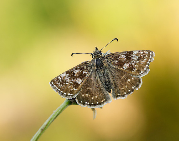 Dingy Skipper Erynnis tages