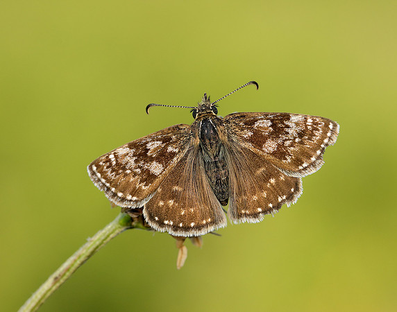 Dingy Skipper Erynnis tages