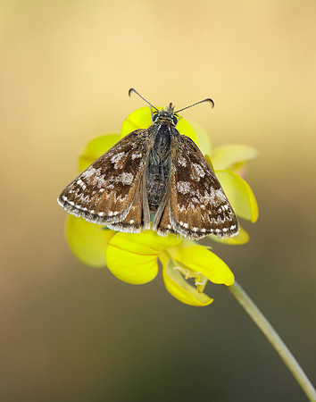 Dingy Skipper Erynnis tages