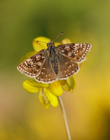 Dingy Skipper Erynnis tages