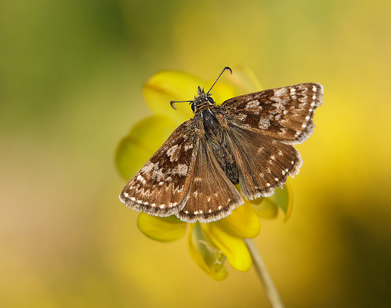 Dingy Skipper Erynnis tages