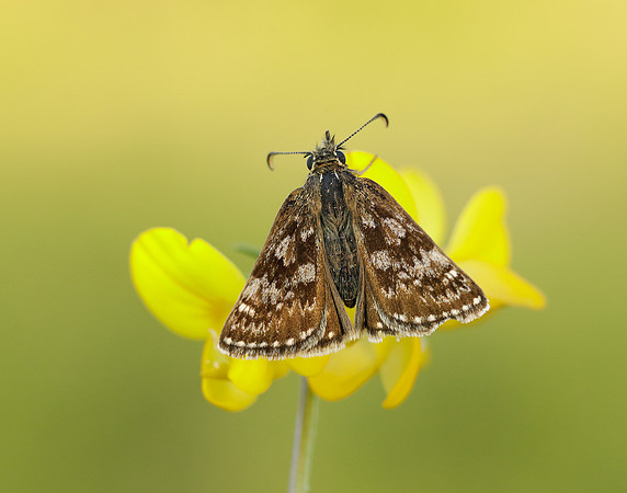 Dingy Skipper Erynnis tages