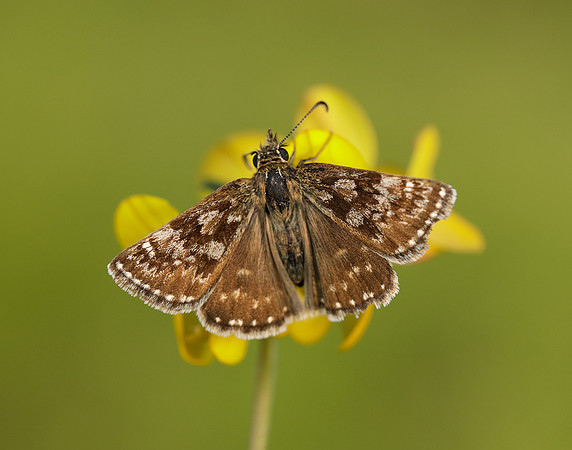 Dingy Skipper Erynnis tages