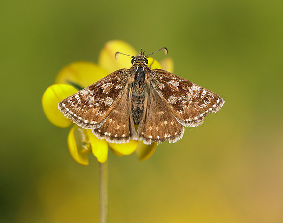 Dingy Skipper Erynnis tages