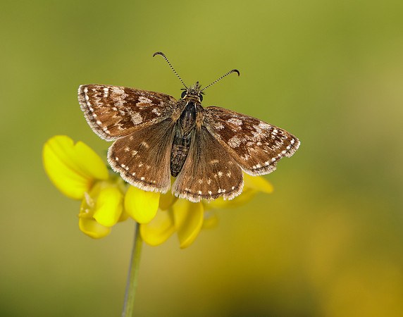 Dingy Skipper Erynnis tages