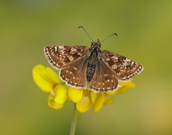 Dingy Skipper Erynnis tages