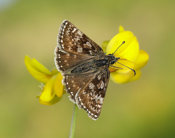 Dingy Skipper Erynnis tages