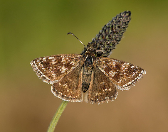 Dingy Skipper Erynnis tages